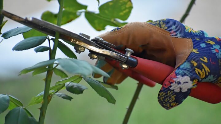 pruning-7522188_1280